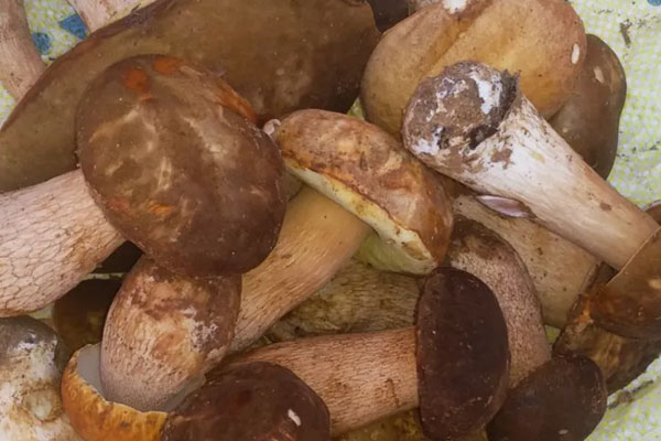 3歲小孩子可以吃牛肝菌嗎，牛肝菌會引起過敏嗎