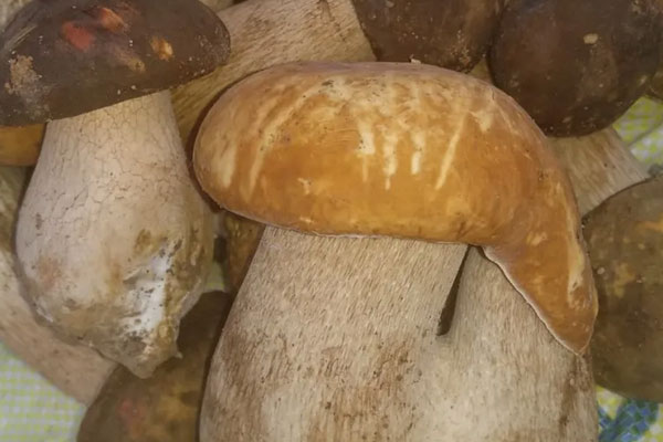 吃牛肝菌能不能喝酒，吃牛肝菌能不能吃雞蛋