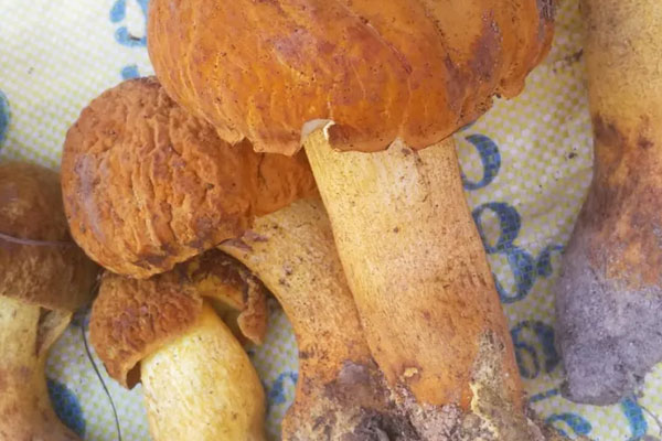 吃牛肝菌可以吃雞蛋嗎 吃牛肝菌可以吃雞蛋嗎