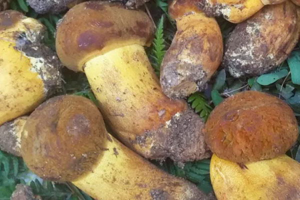 云南什么菌類最多 云南什么菌類最多