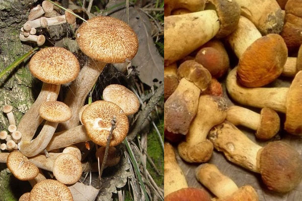 牛肝菌和青杠菌哪個好，牛肝菌是不是見手青