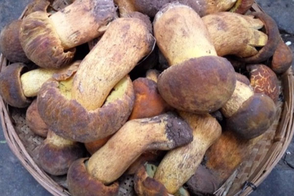 牛肝菌是見手青嗎 牛肝菌是見手青嗎