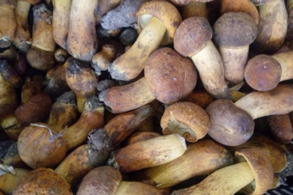 牛肝菌的挑選和處理方法 牛肝菌的挑選和處理方法