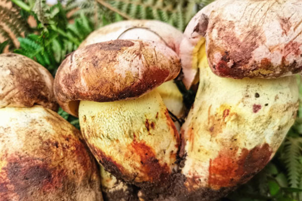 牛肝菌的挑選與處理，白蔥牛肝菌好吃嗎