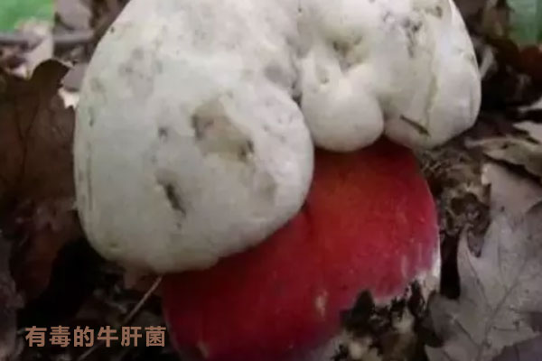 怎么分辨有毒的牛肝菌，新鮮牛肝菌要焯水嗎