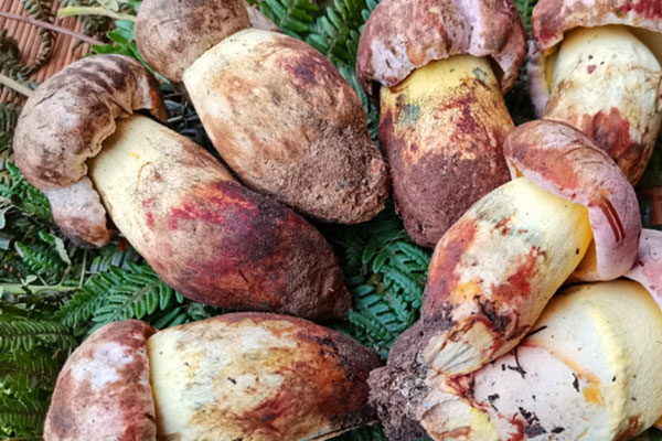 新鮮牛肝菌要不要焯水 新鮮牛肝菌要不要焯水