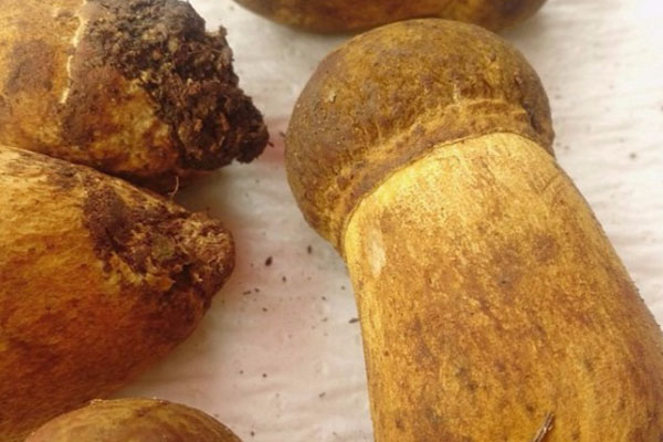 牛肝菌科可以分為幾大類(lèi) 牛肝菌科可以分為幾大類(lèi)