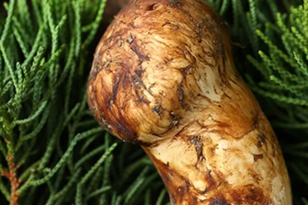 什么是松茸戴安牛排 什么是松茸戴安牛排