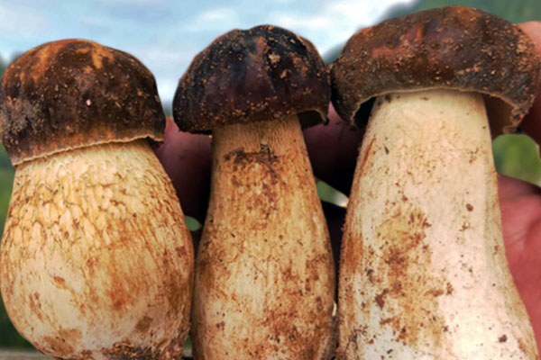 美味牛肝菌為什么叫美味，美味牛肝菌好吃嗎