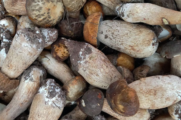 不同產(chǎn)地的美味牛肝菌會有差異嗎 不同產(chǎn)地的美味牛肝菌會有差異嗎