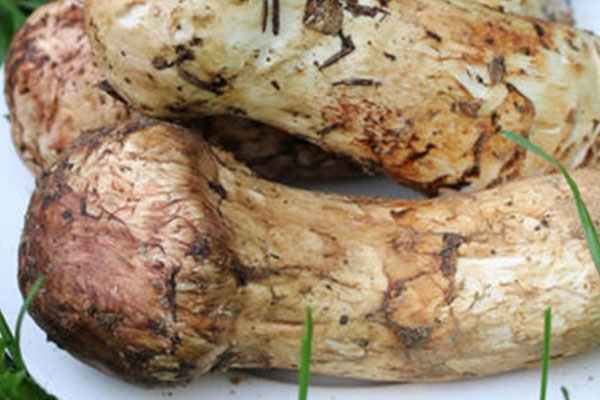 松茸天天吃好嗎，一斤松茸可以吃幾頓