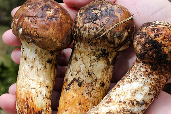 松茸的用量多少克，干松茸一次燉多少合適