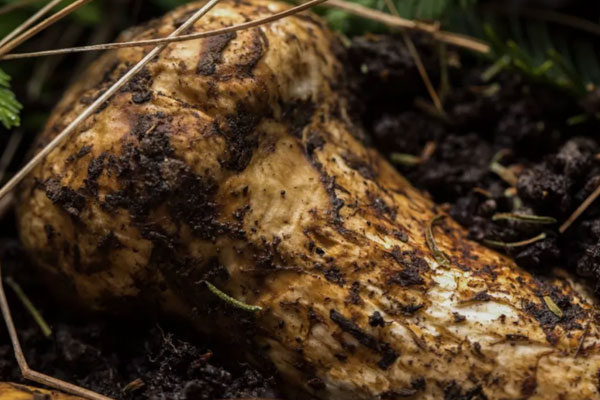 云南松茸長什么樣，云南松茸幾月份品質(zhì)最好