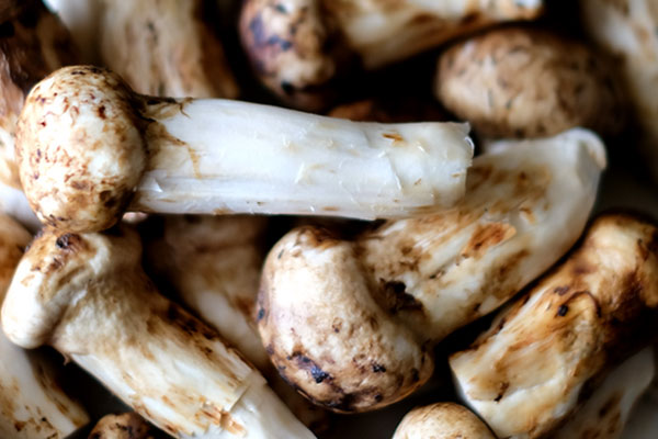 云南松茸什么時候品質(zhì)最好 云南松茸什么時候品質(zhì)最好