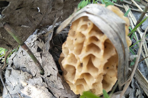 羊肚菌冷水煮還是熱水煮，羊肚菌性涼嗎