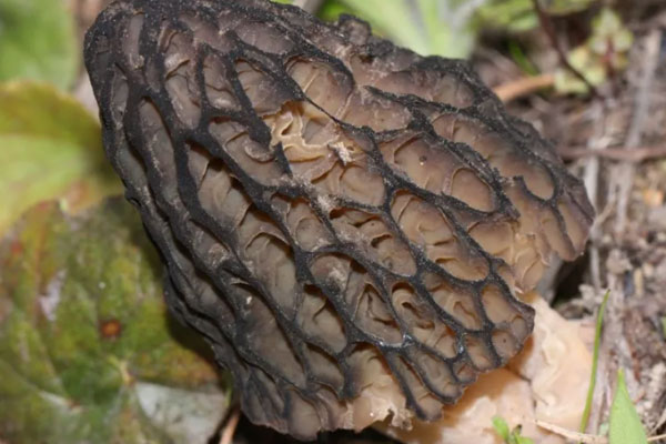 羊肚菌要洗嗎，羊肚菌用冷水泡發(fā)有影響嗎