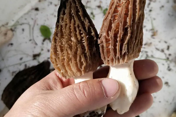 羊肚菌含有哪些化學(xué)成分 羊肚菌含有哪些化學(xué)成分