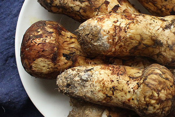 松茸吃多了胃會難受嗎，有胃潰瘍的人可以吃松茸嗎