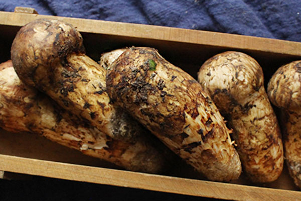 有胃潰瘍的人能吃松茸嗎