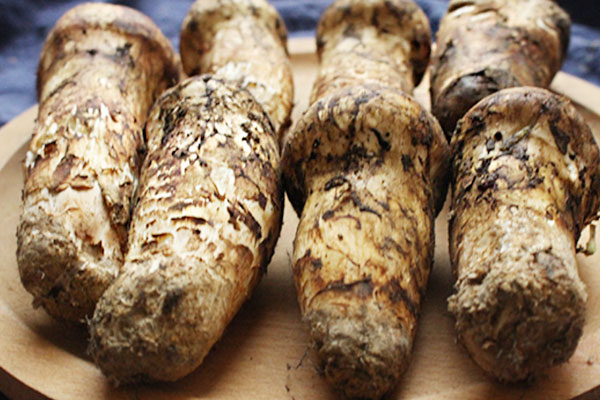 新鮮松茸煮幾分鐘可以吃，蒸松茸要多少時間