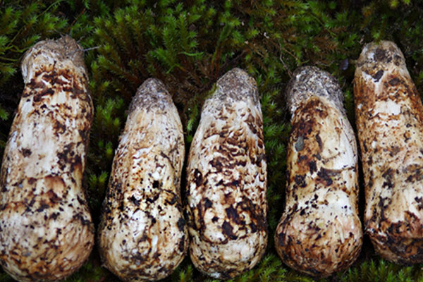 松茸蒸魚(yú)的竅門(mén) 松茸蒸魚(yú)的竅門(mén)