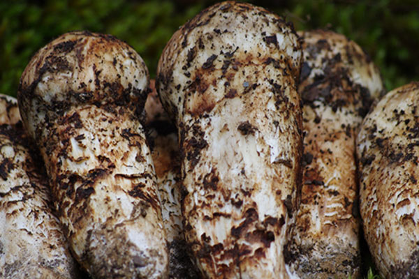 慢性胃炎能吃松茸嗎，心衰病人能吃松茸嗎