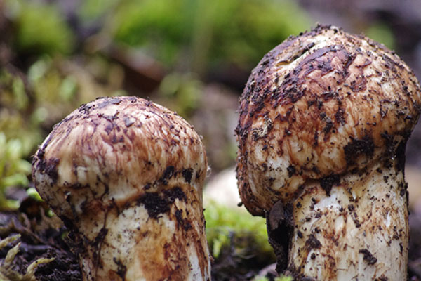 心衰病人可以吃松茸嗎