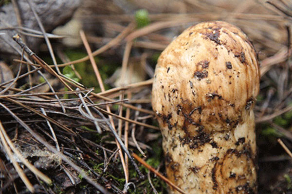 松茸過期了還能吃嗎，松茸中間發(fā)黑是不是壞了