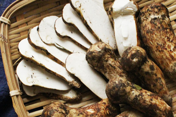 松茸的小知識(shí) 松茸的小知識(shí)