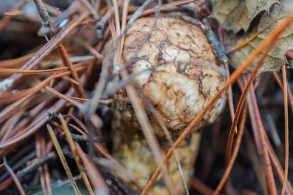 松茸與什么食物搭配最佳，干松茸怎么吃最有營養(yǎng)