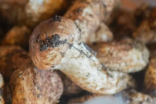 新鮮松茸怎么吃最有營養(yǎng)