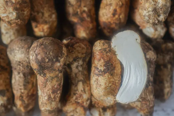 松茸幾厘米最好，野生松茸是發(fā)物嗎