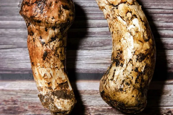 松茸茶好喝嗎，松茸磨粉后直接沖水喝可以嗎