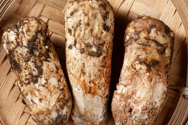 孩子怎么吃松茸 孩子怎么吃松茸