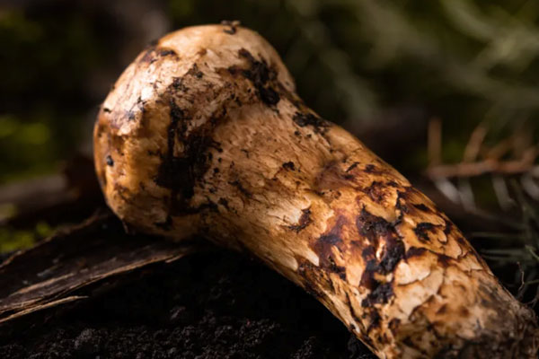 小的松茸是不是沒有營養(yǎng)，松茸半開傘了還有營養(yǎng)價值嗎