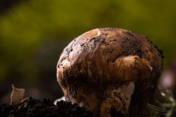 松茸生長在海拔多高的地方 松茸生長在海拔多高的地方