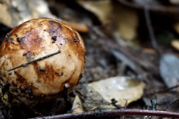 松茸寒涼嗎，牛肝菌和松茸菌是涼性的嗎