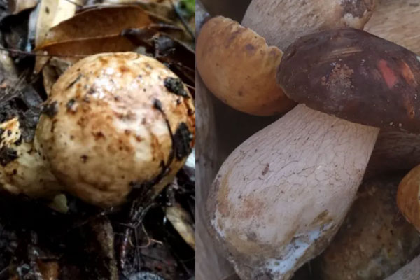 牛肝菌和松茸菌是不是涼性 牛肝菌和松茸菌是不是涼性