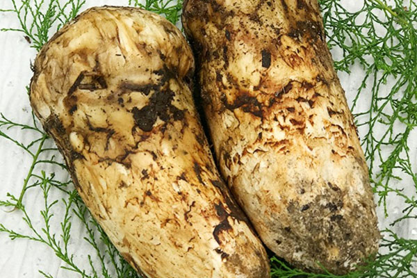 松茸出水了還能吃嗎 松茸出水了還能吃嗎