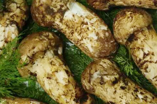 松茸為何無(wú)法人工栽培 松茸為何無(wú)法人工栽培