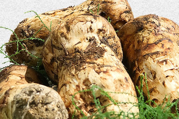 松茸有點濕可以吃嗎，松茸有水出還可以吃嗎