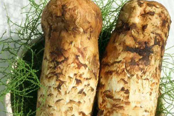 處理新鮮松茸的技巧 處理新鮮松茸的技巧