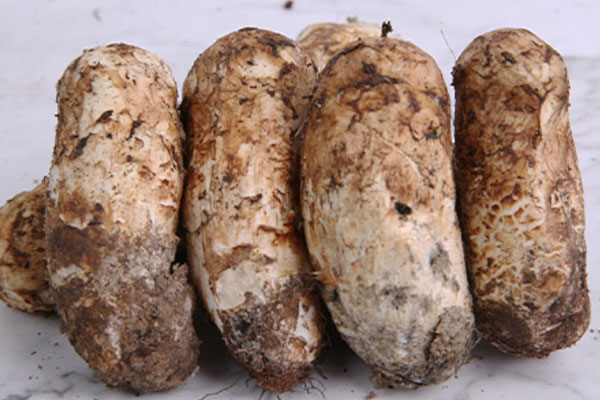 出水痘可以吃松茸嗎，出月子能不能吃松茸