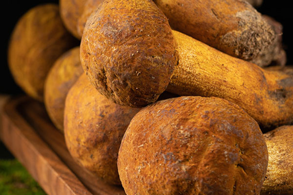 牛肝菌是松蘑嗎，牛肝菌和姬松茸哪個好