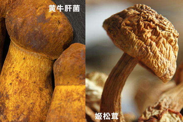 牛肝菌好還是姬松茸好