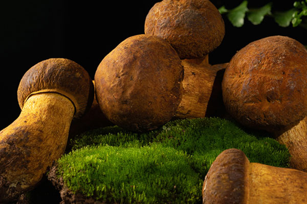 痛風(fēng)患者可以吃牛肝菌嗎