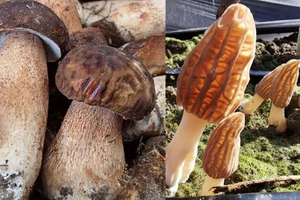 牛肝菌和羊肚菌哪個好，牛肝菌和黑牛肝菌的區(qū)別