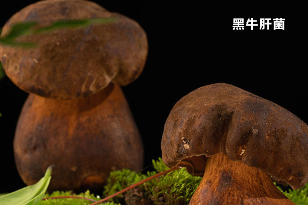 牛肝菌和黑牛肝菌的對比 牛肝菌和黑牛肝菌的對比