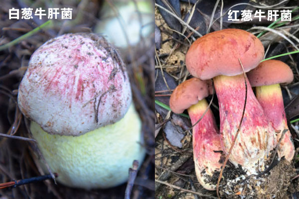 白蔥牛肝菌和紅蔥牛肝菌的區(qū)別，新鮮牛肝菌怎么保存