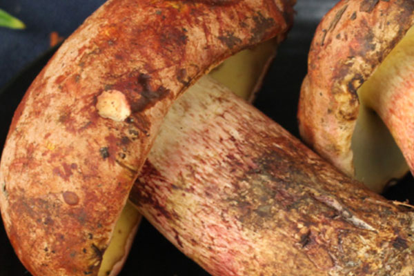 新鮮牛肝菌的保存方法